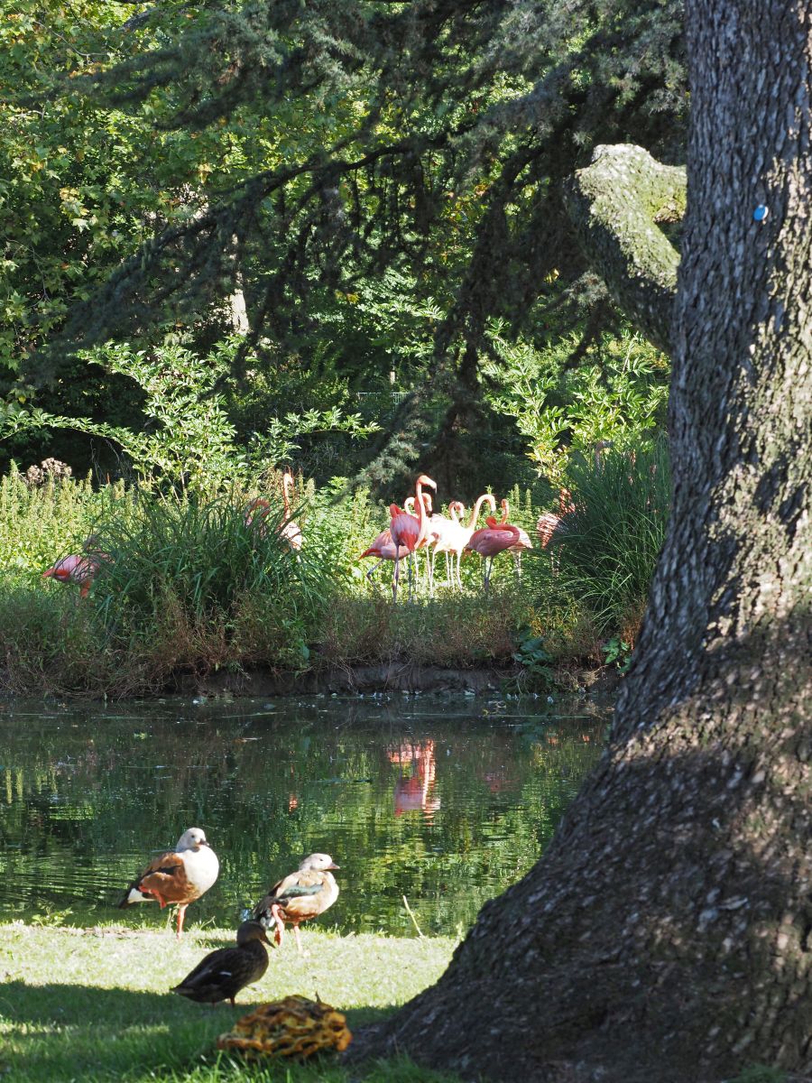 1740511772Bild 84 Stockente Orinocogänse.JPG